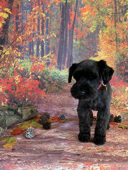 Ruff ‘n’ Ready dog groomers