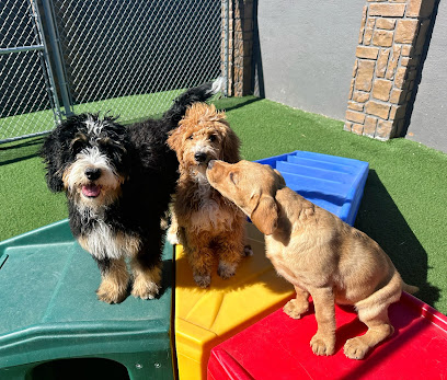 Under The Sun Dog Training and Daycare - Pet Shop in Colorado Springs
