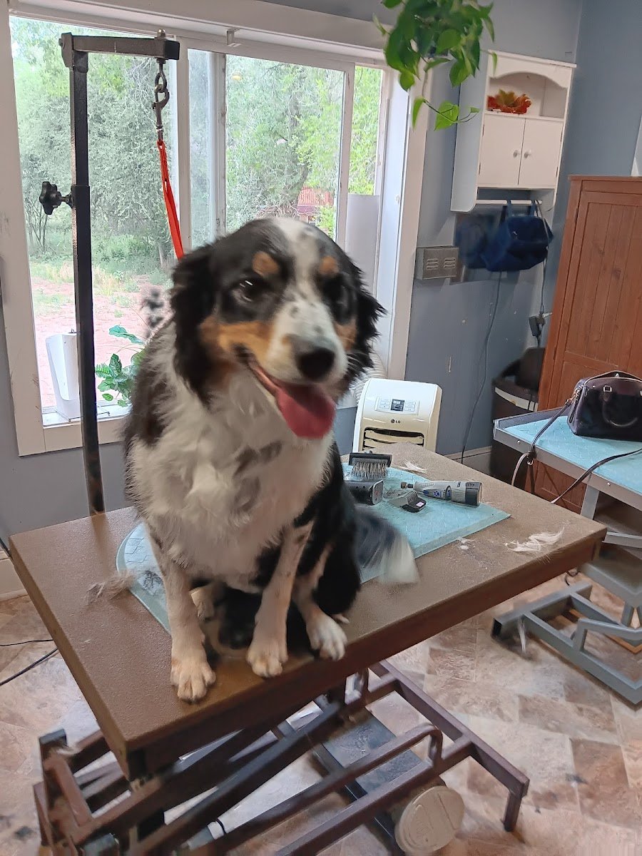 A+ pet spa - Photo 2