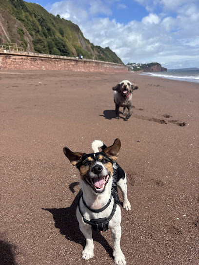 Taya's Dog walking & Pet sitting