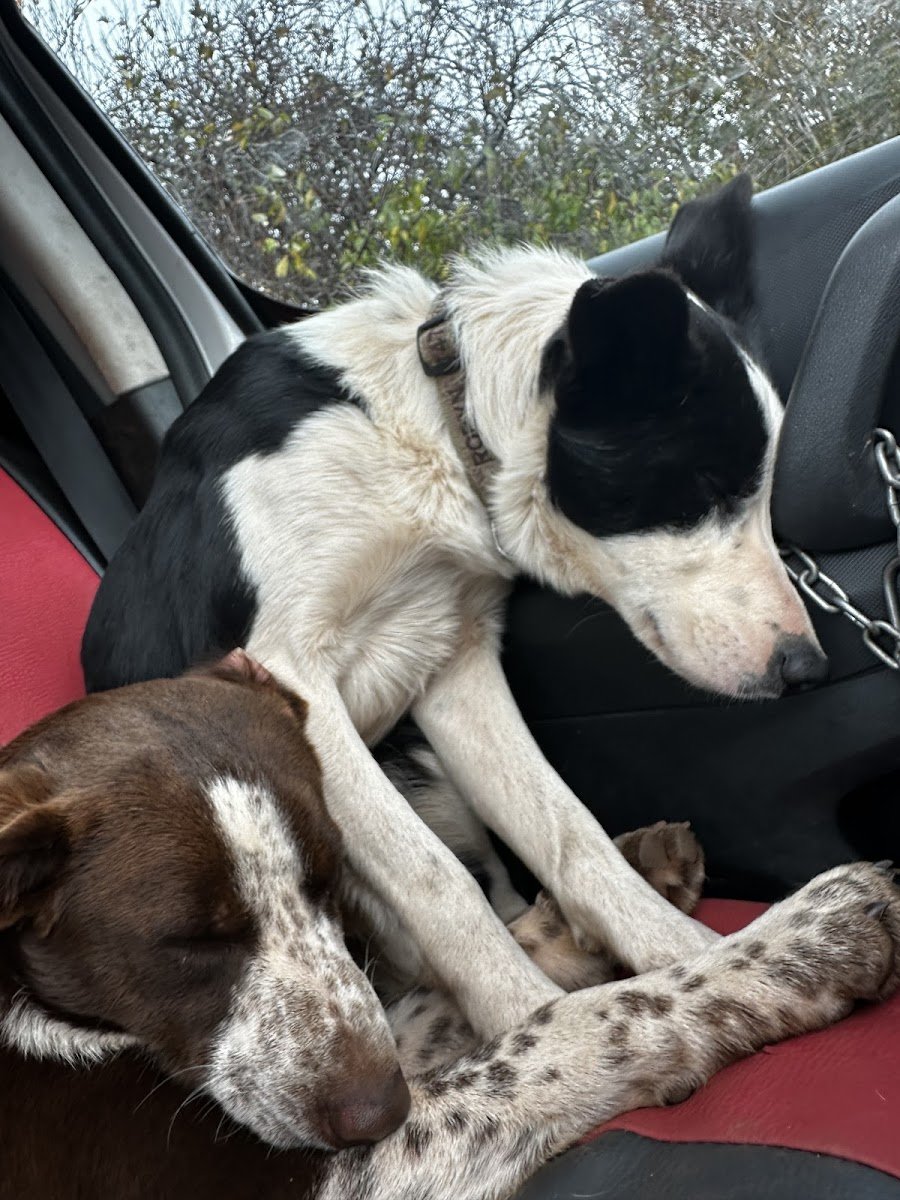 Robyn's k9 Rambles - Photo 2