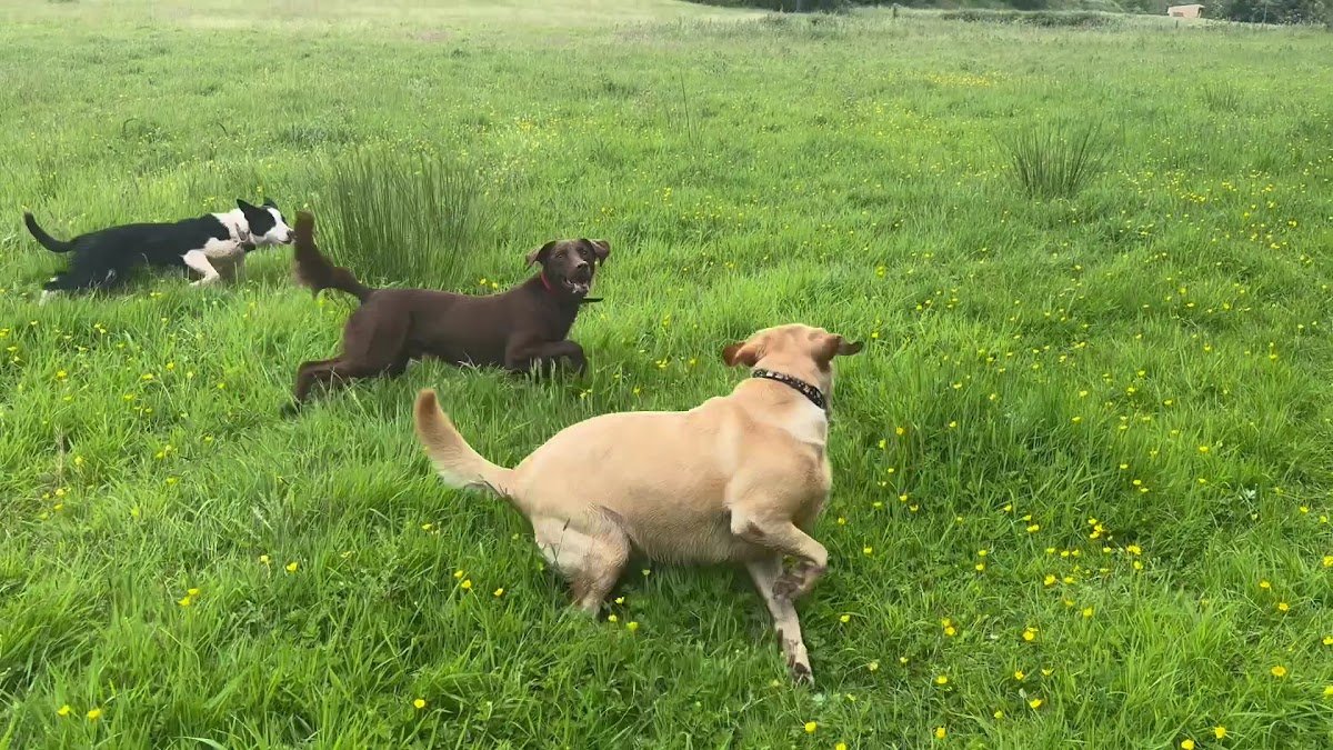 Robyn's k9 Rambles - Photo 4