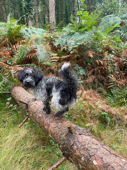 Boots and Leads Dog walking