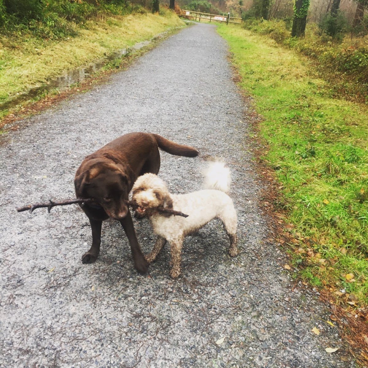 Lizzy's Dogs - Photo 2