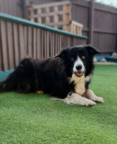 Pawfect Pack Dog Training