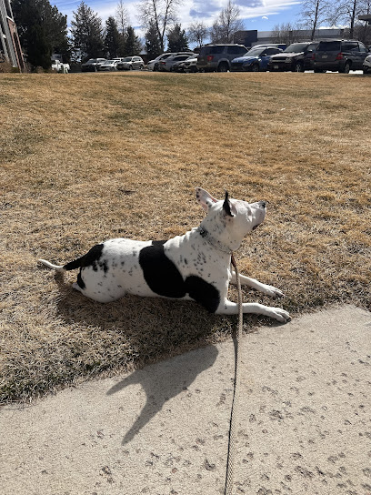 Misfits Dog Training - Colorado Springs