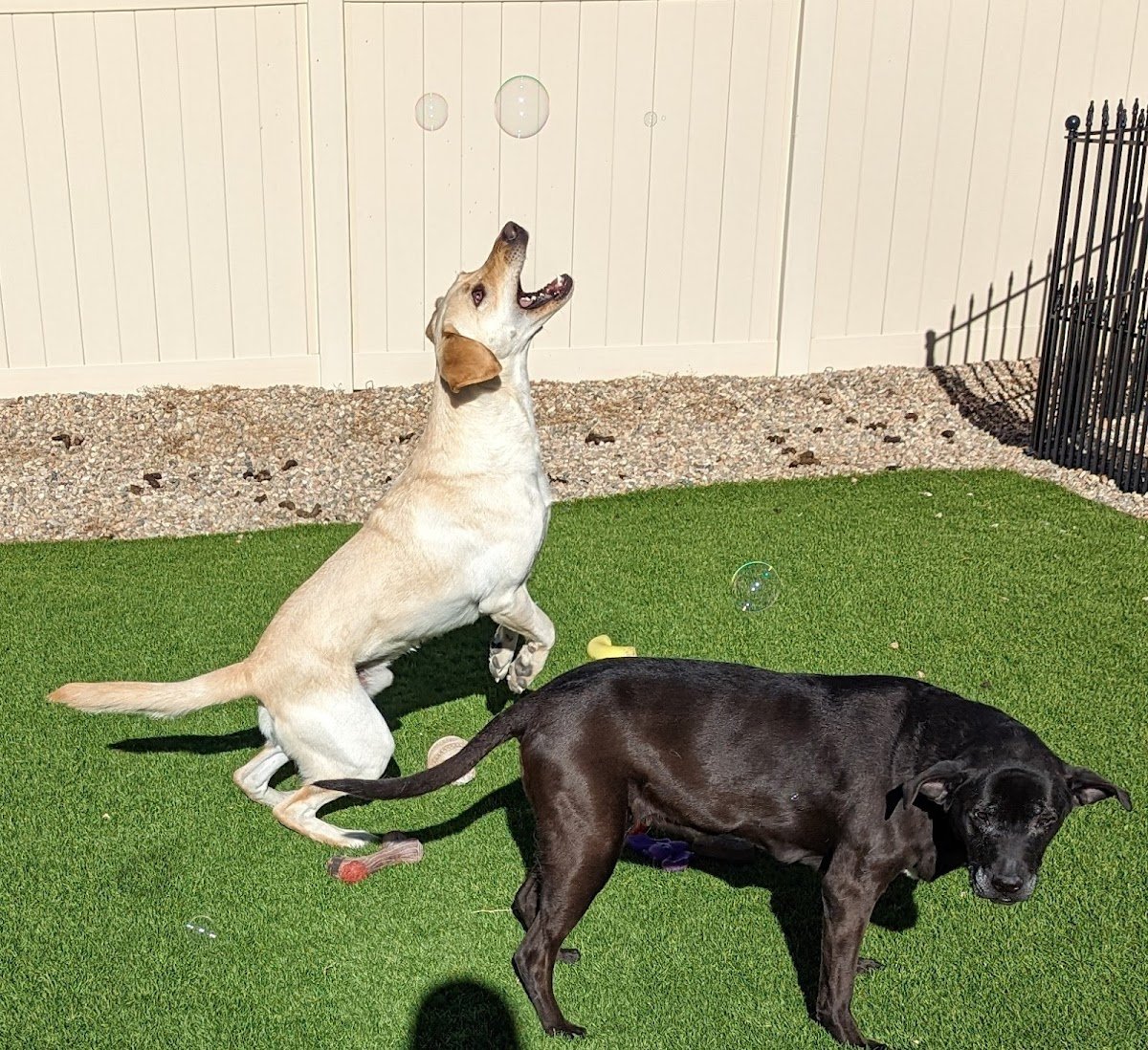Mile High Pawz LLC - Photo 2