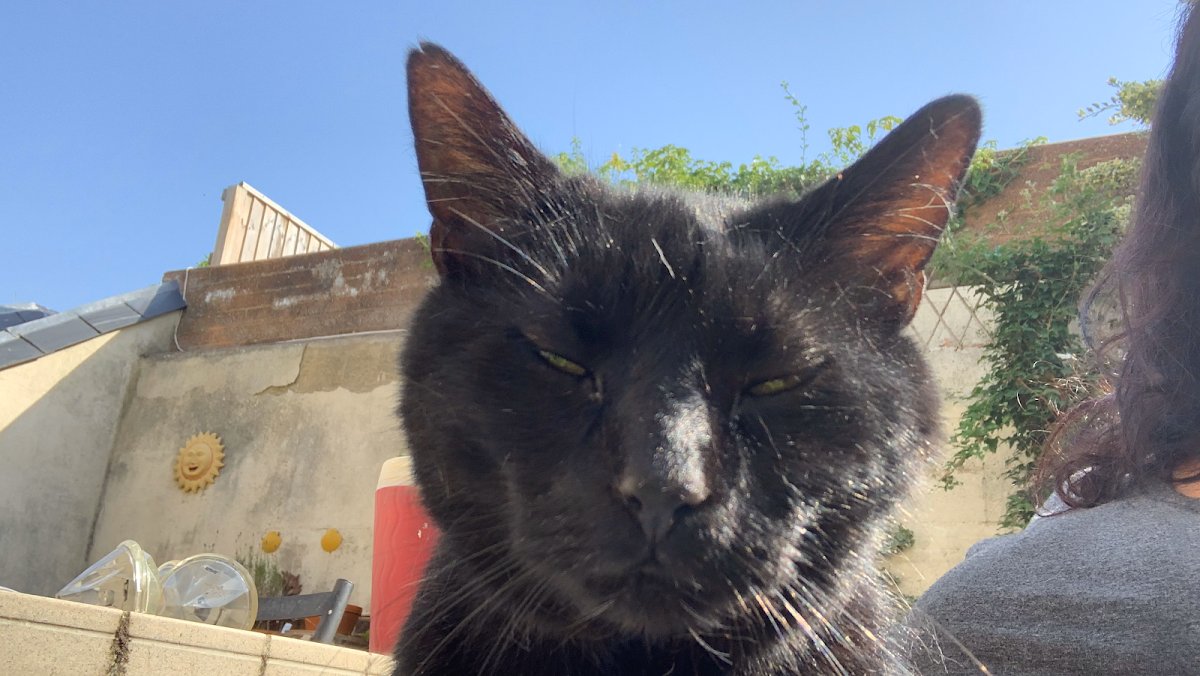 Absolutely Animals pet sitters