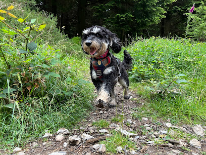 Home for Hounds - Doggy Adventure Walks - Pet Shop in Exeter