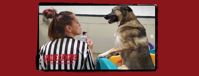 Canine Campus Dog Daycare & Boarding - Photo 2