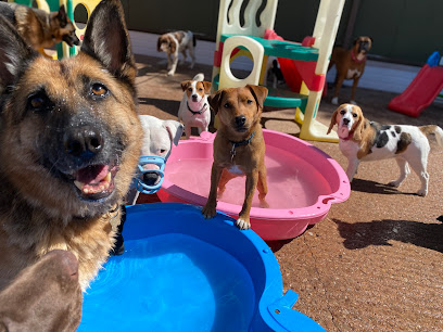 A Dog’s Day Out Pinhoe