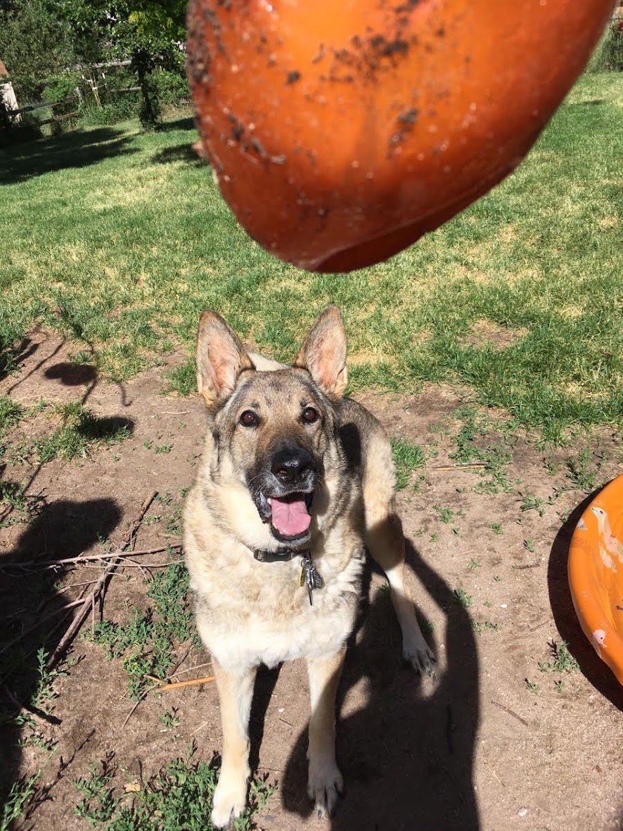 PlayTime Pet Sitters & Dog Walkers of Colorado Springs - Photo 2