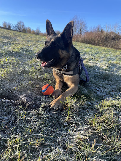 Elm View Kennels & Cattery - Gloucester