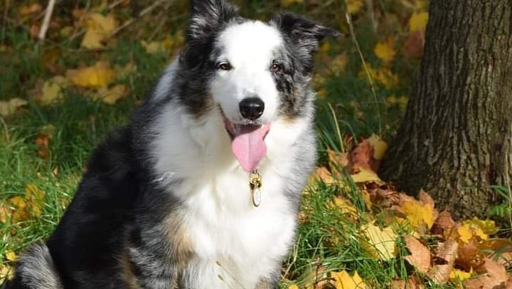 Worcester Woofers B&B - Photo 2