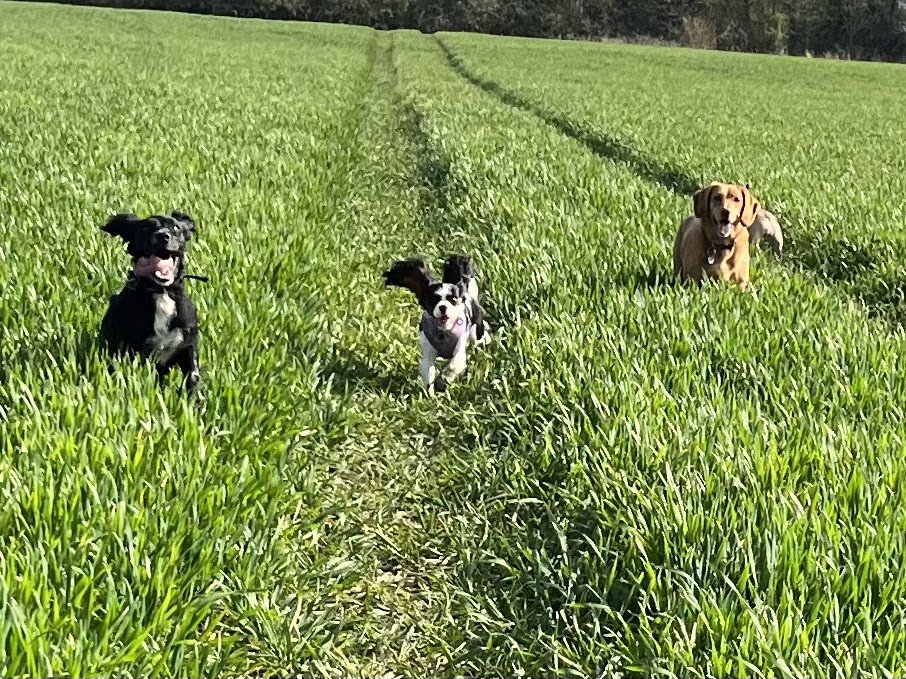 Laura’s Dog Walking Service - Photo 2