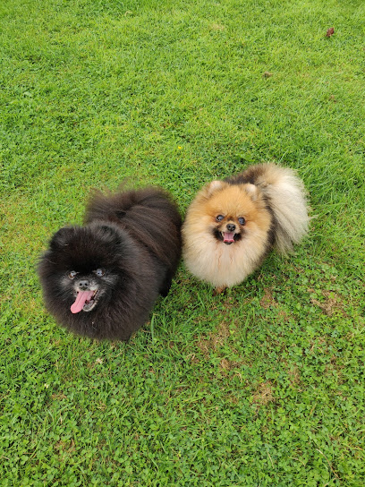 Brookfield Kennels & Cattery