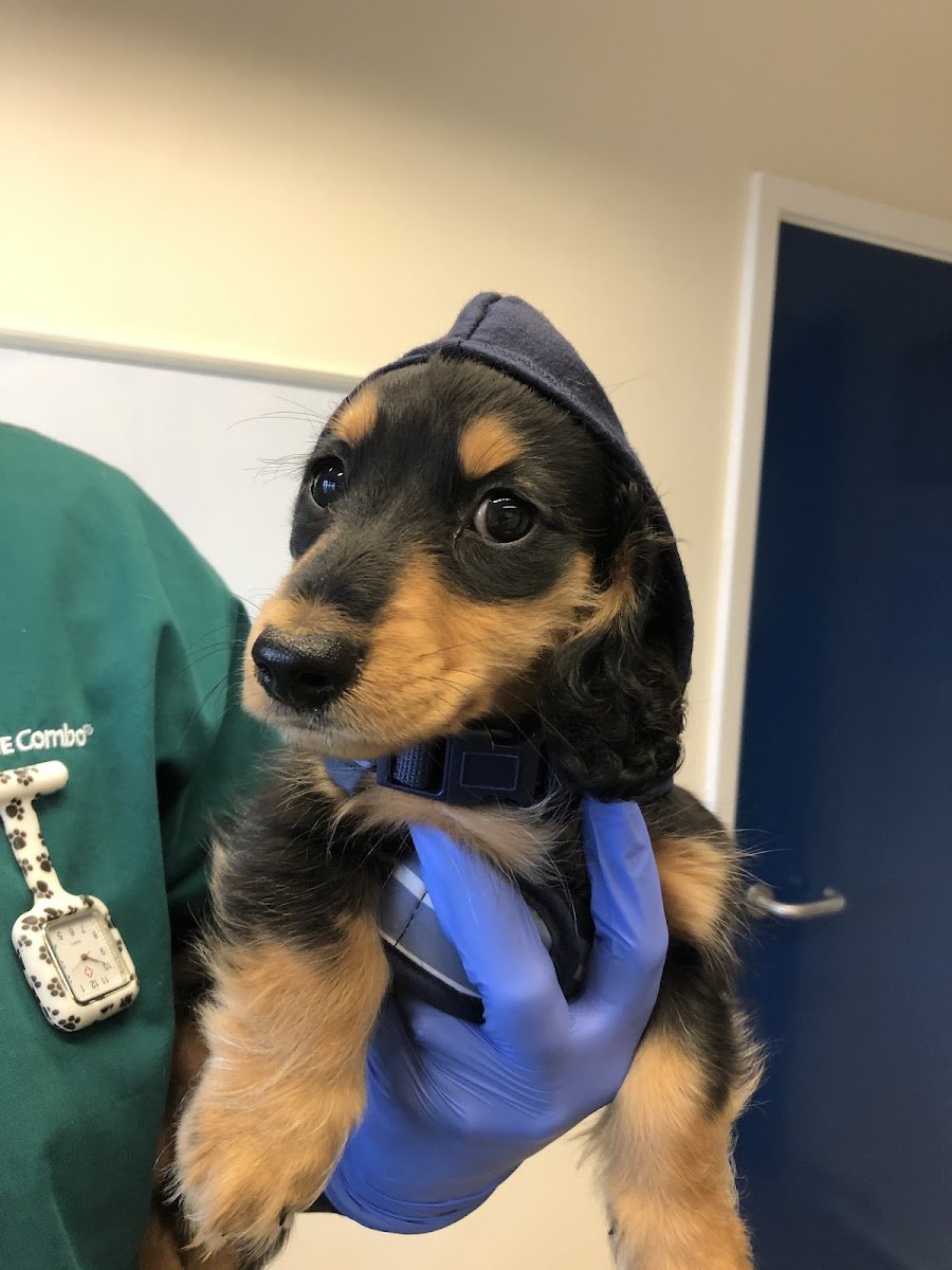 Arvonia Vets Churchdown Veterinary Centre - Photo 2