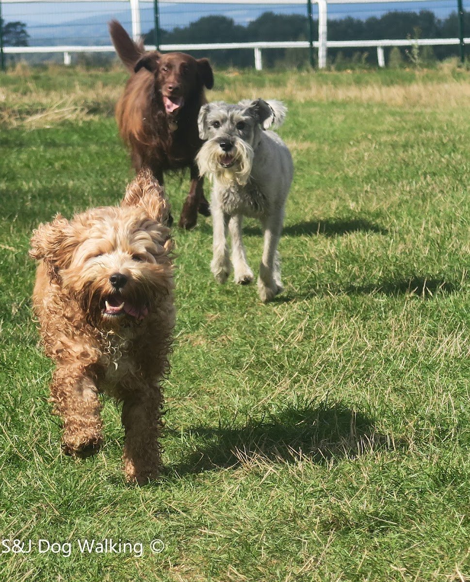 S&J Dog Walking - Dog Walker (GL52) - Daycare - Home Boarding - Cheltenham - Bishop Cleeve - Winchcombe - Photo 2