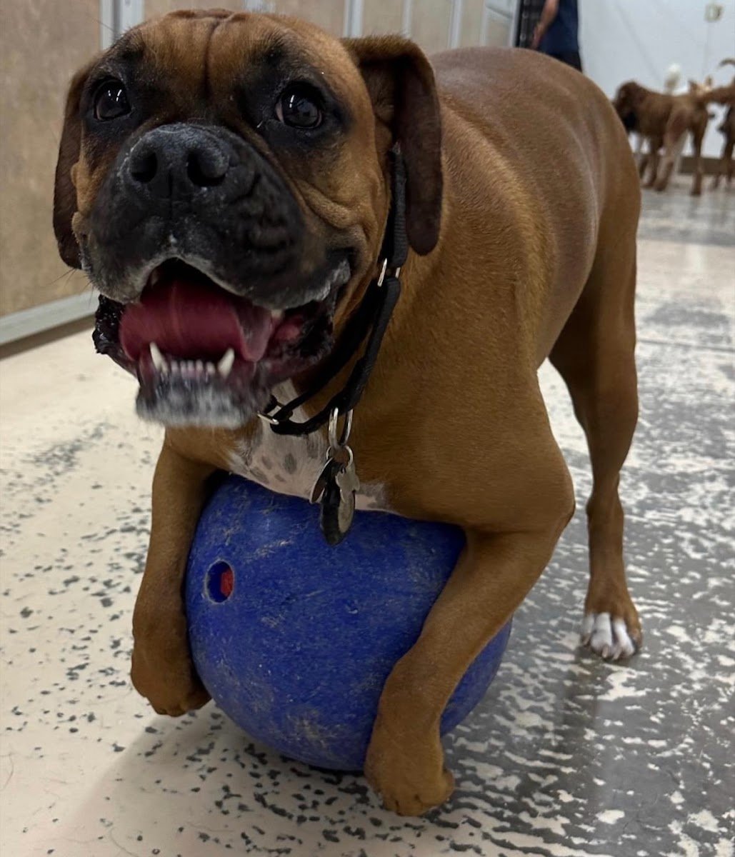 A Paw Above Canine Boarding Service - Photo 2