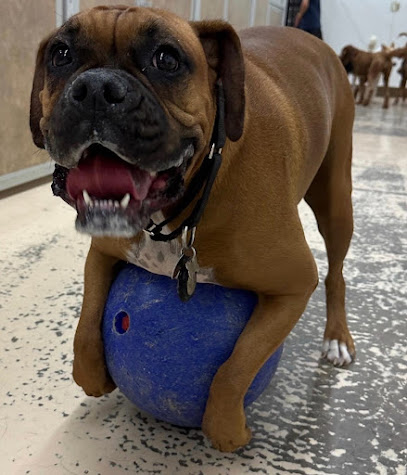 A Paw Above Canine Boarding Service
