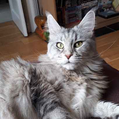 WeenyCat Groomers - Pet Shop in Gloucester