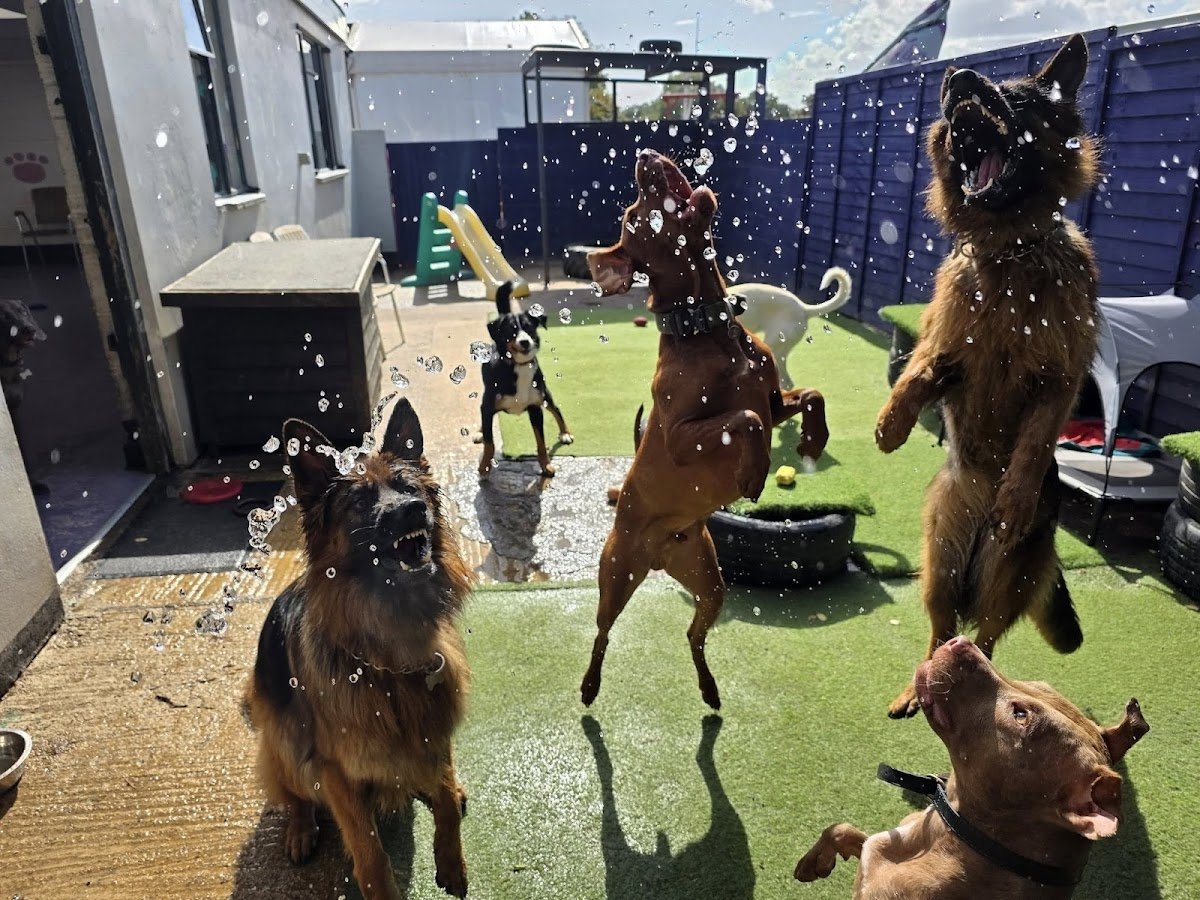 Barkeley Barks Doggy Daycare - Photo 2