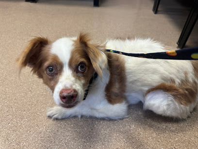 Fort Carson Veterinary Services - Pet Shop in Colorado Springs