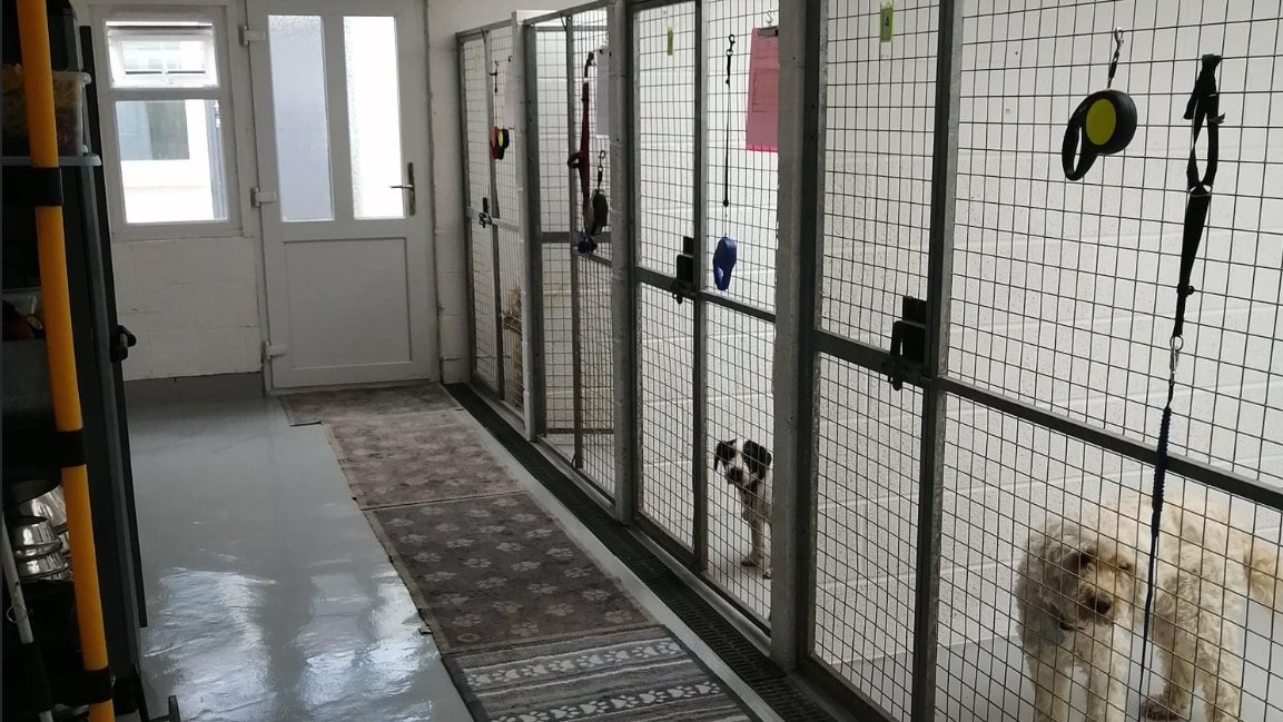 Churchdown Cattery & Kennels - Photo 2