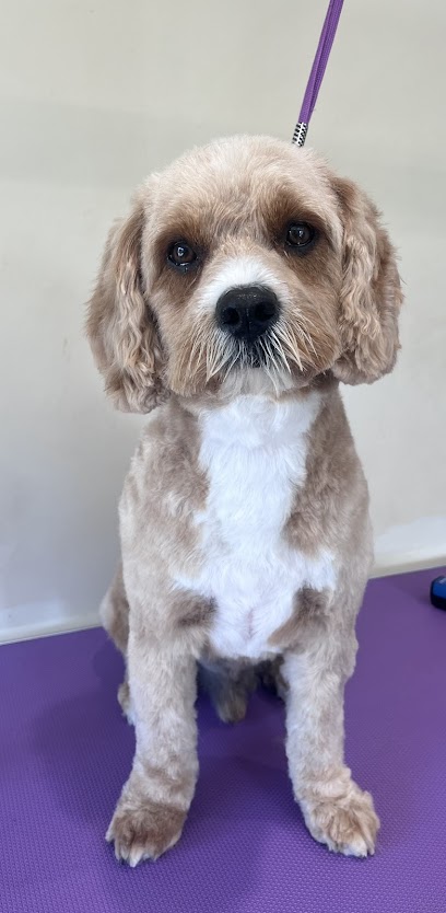 Wizard of Paws - Pet Shop in Gloucester