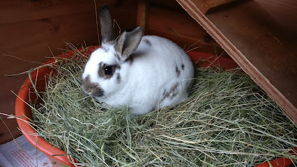 Blackberry Boarding - Pet Shop in Gloucester