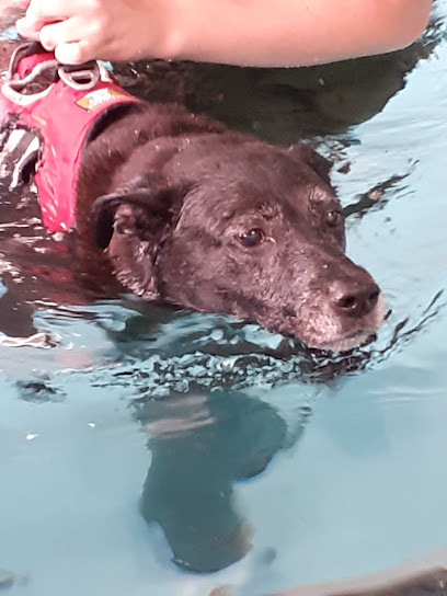 Empowered Canine Physio - Canine Physiotherapy and Hydrotherapy - Pet Shop in Gloucester