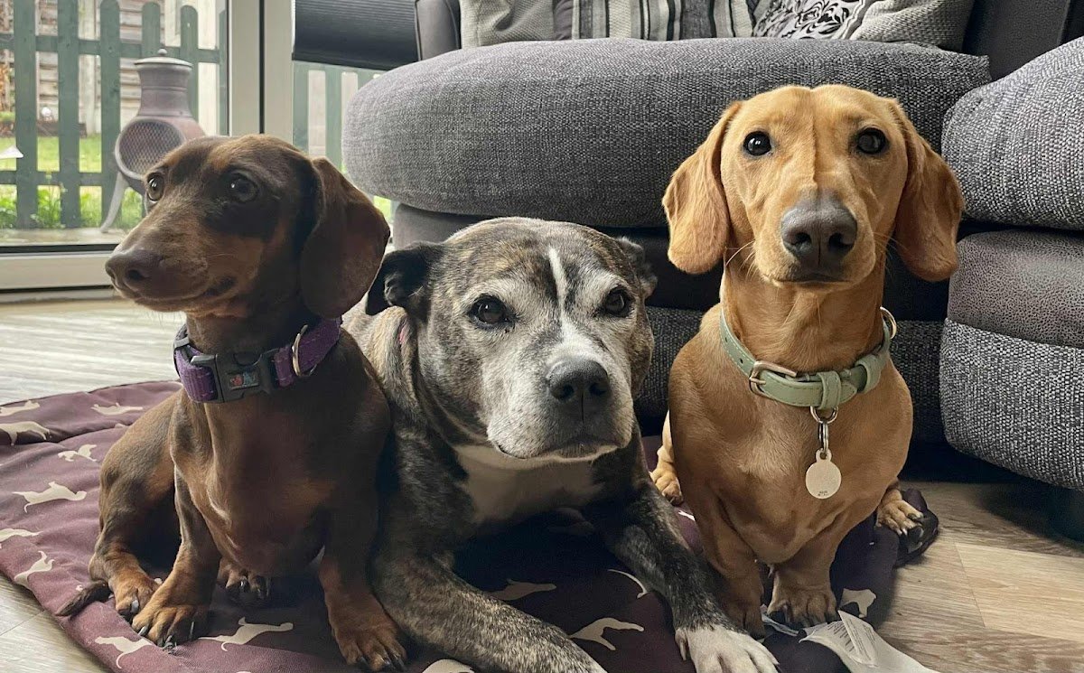 Dashing Dogs - Photo 2