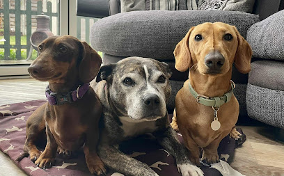 Dashing Dogs - Pet Shop in Gloucester