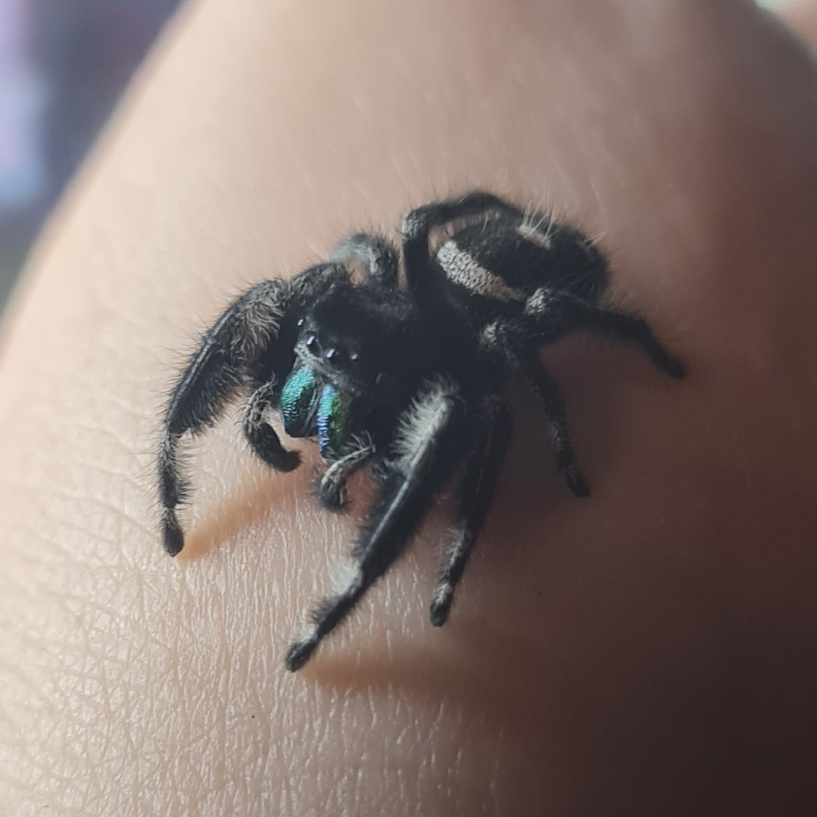 Itsy Bitsy Spiders - Photo 2