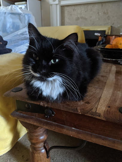 Tewkesbury Cat Sitting - Pet Shop in Gloucester