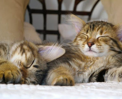 Cheltenham Cat Care - Pet Shop in Gloucester