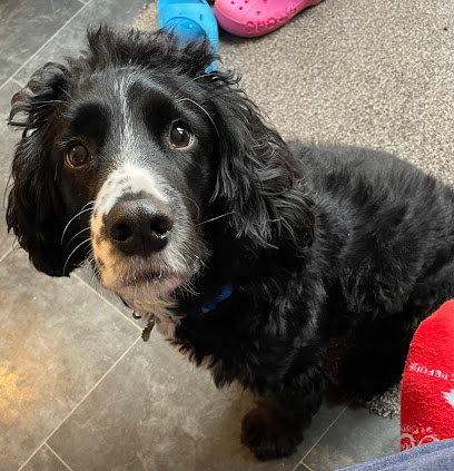 Clip and Snip Professional Dog Grooming - Pet Shop in Gloucester