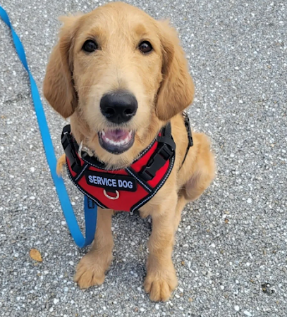 Silver Dog Training LLC