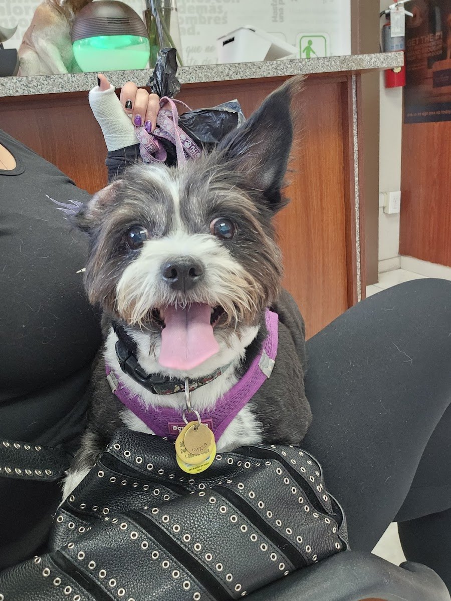 Lidia's Pet Grooming - Photo 2