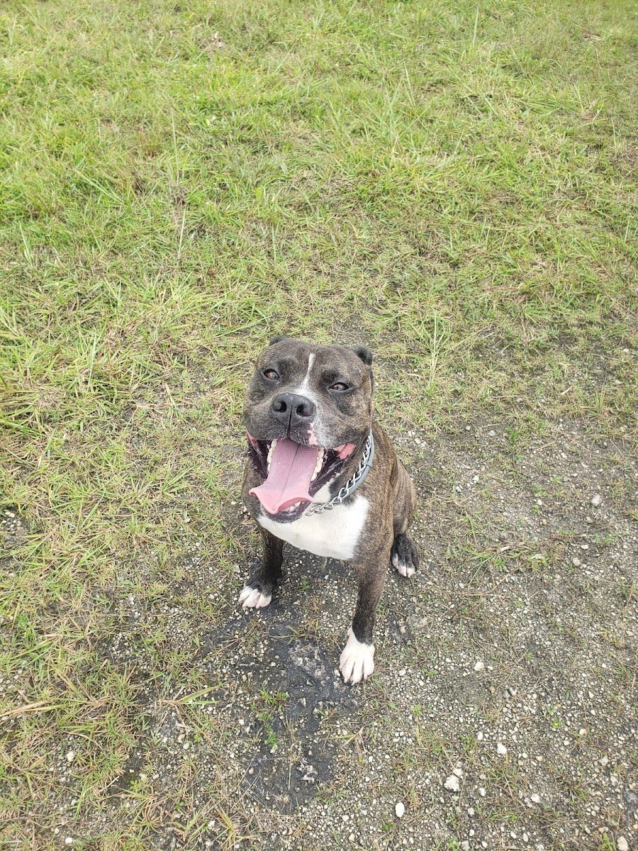 West Point K-9 Academy Inc - Photo 2