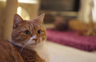 Mushroom Cottage Home Pet Visits