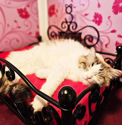 Longcroft Luxury Cat Hotel Creeting St Peter / Ipswich