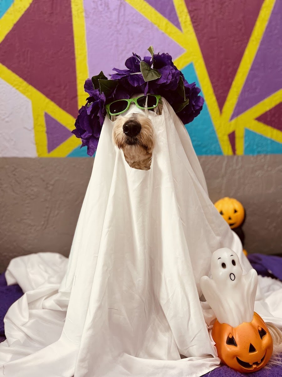 Yoli’s Dog House - Photo 2