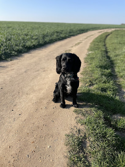 Colchester Dog Trainer (Your Pets and Me)