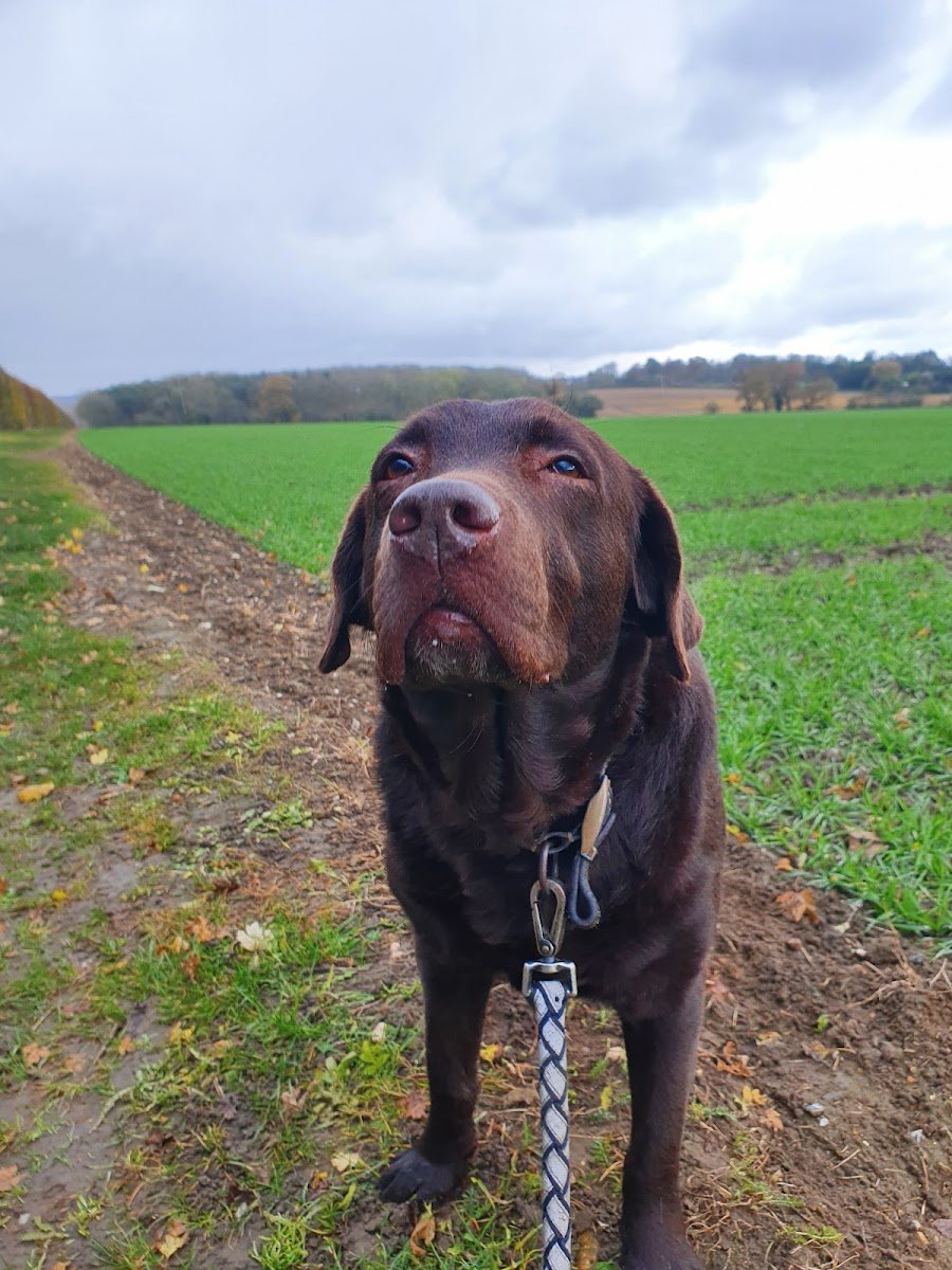 Oh Howl Fetching! - Photo 2