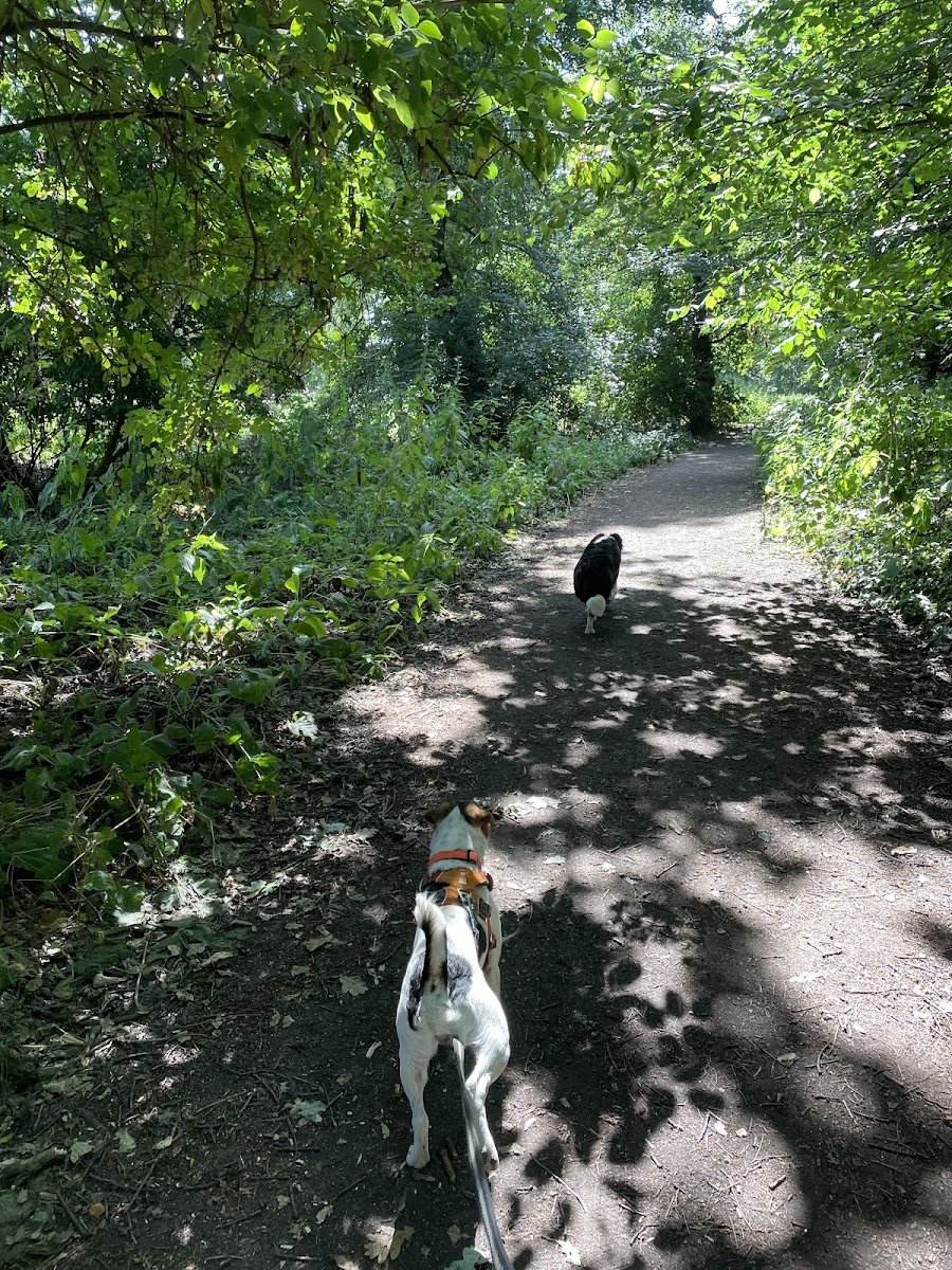 Paws pet services ipswich - Photo 3
