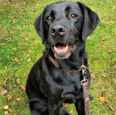 Pickle & Co Pet Care