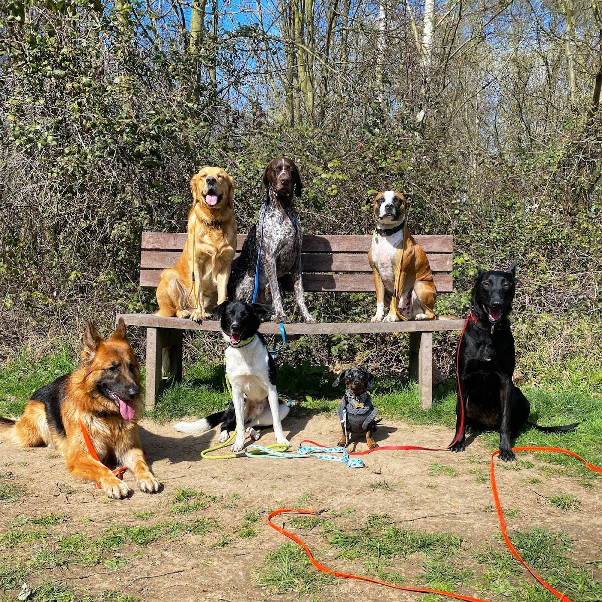 Hoopers Hounds - Photo 2