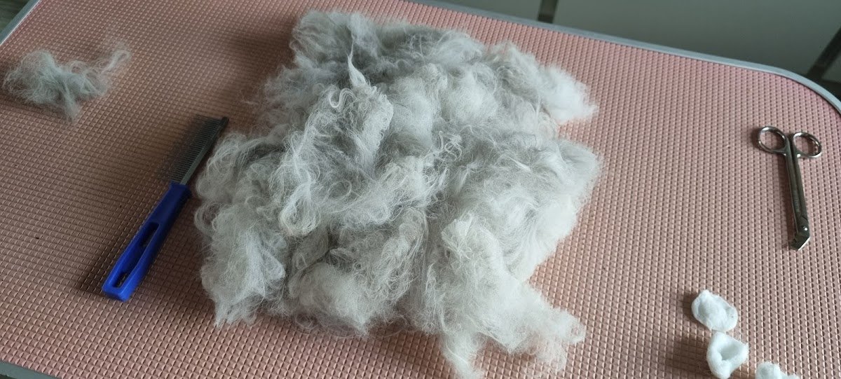 San's Cat Grooming Services - Photo 2