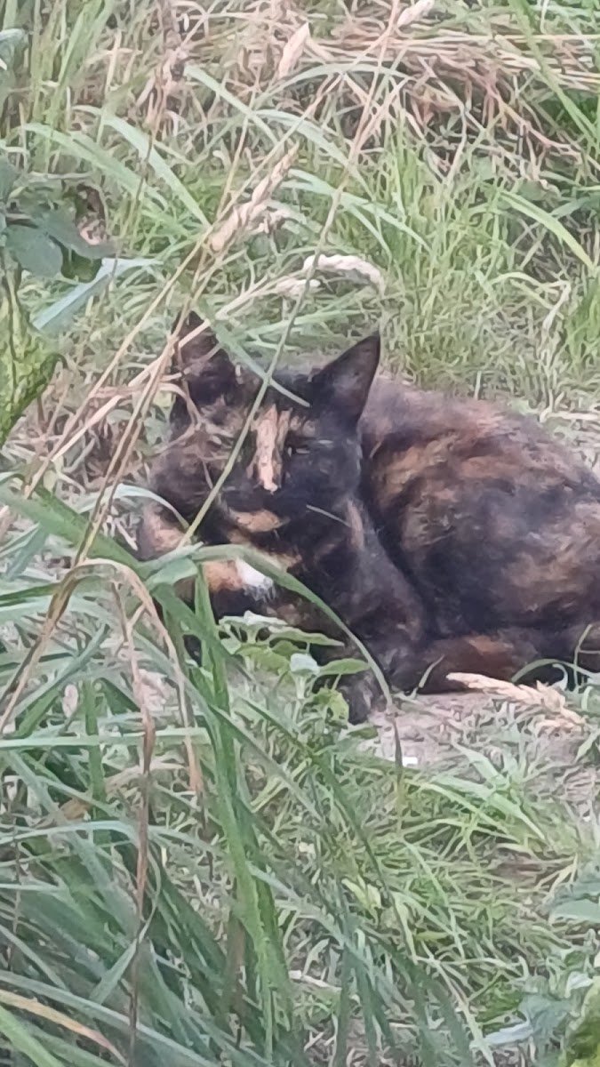 Catjoy Pet Services - Photo 2